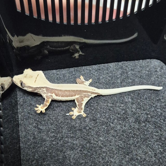 릴리화이트 풀핀