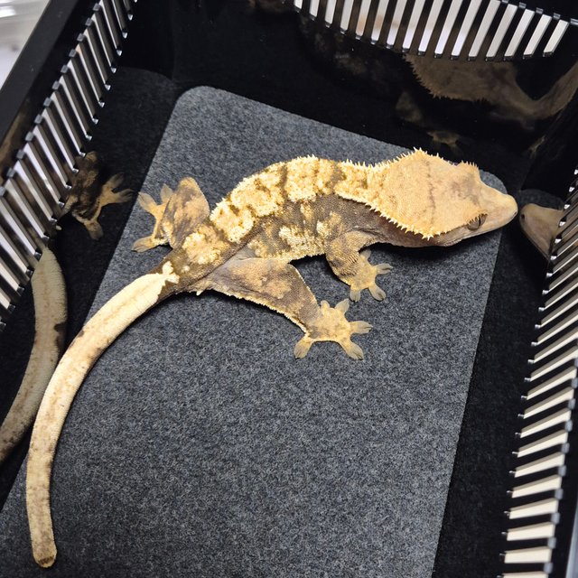 트라이 익스트림할리퀸