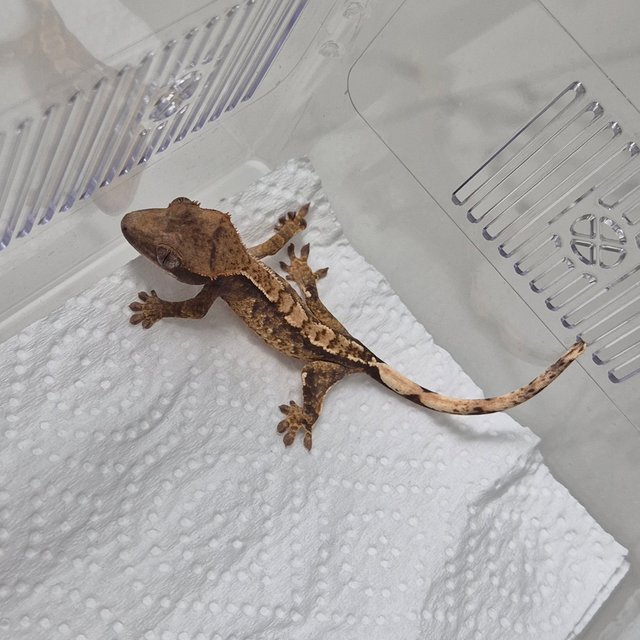 트라이 익스트림할리퀸