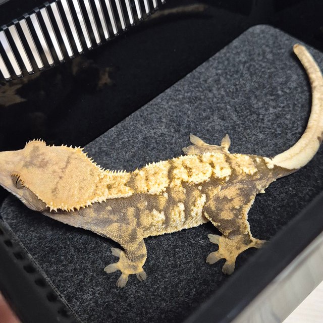 트라이 익스트림할리퀸