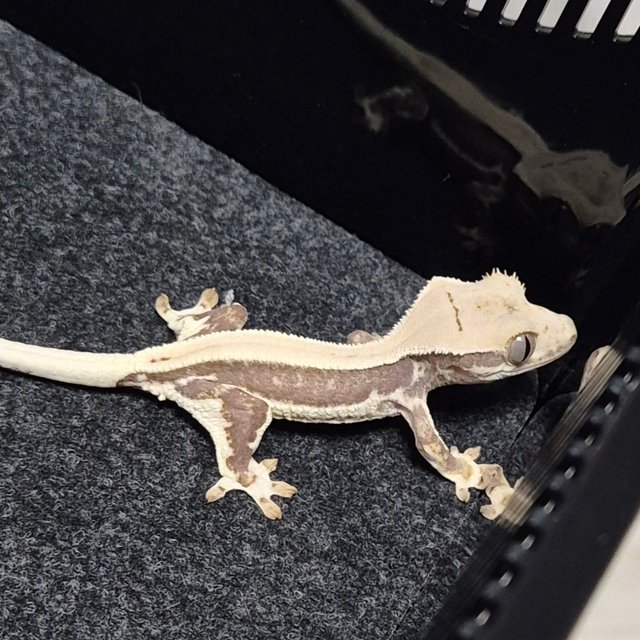 릴리화이트 풀핀