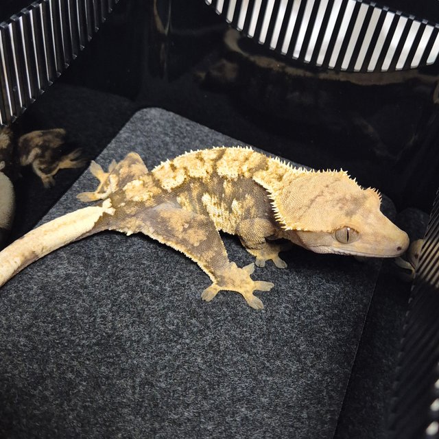 트라이 익스트림할리퀸