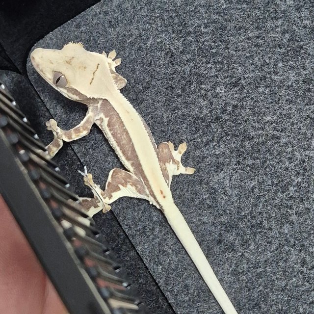 릴리화이트 풀핀