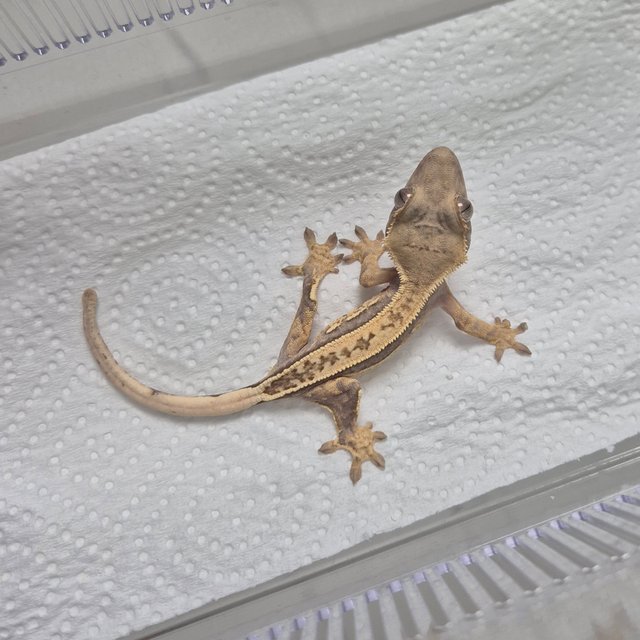 풀핀 쿼드 트라이