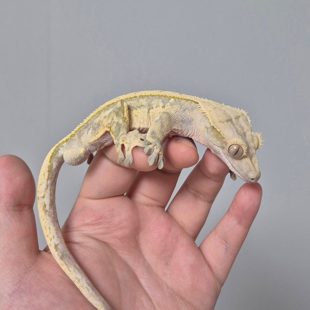 풀핀 쿼드 노멀