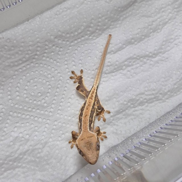 트라이 릴리화이트