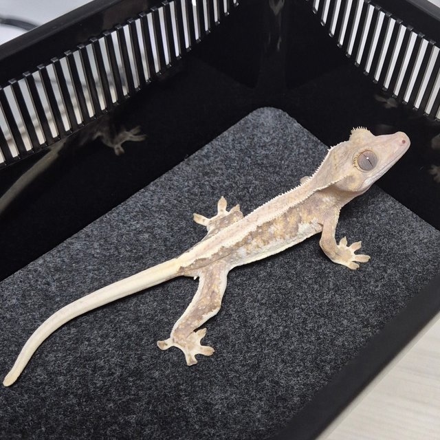 트라이 릴리화이트