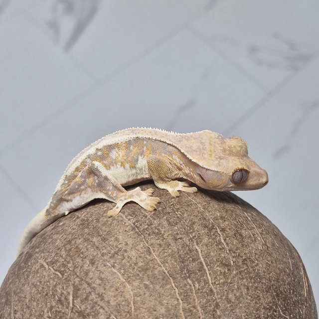 트라이 릴리화이트