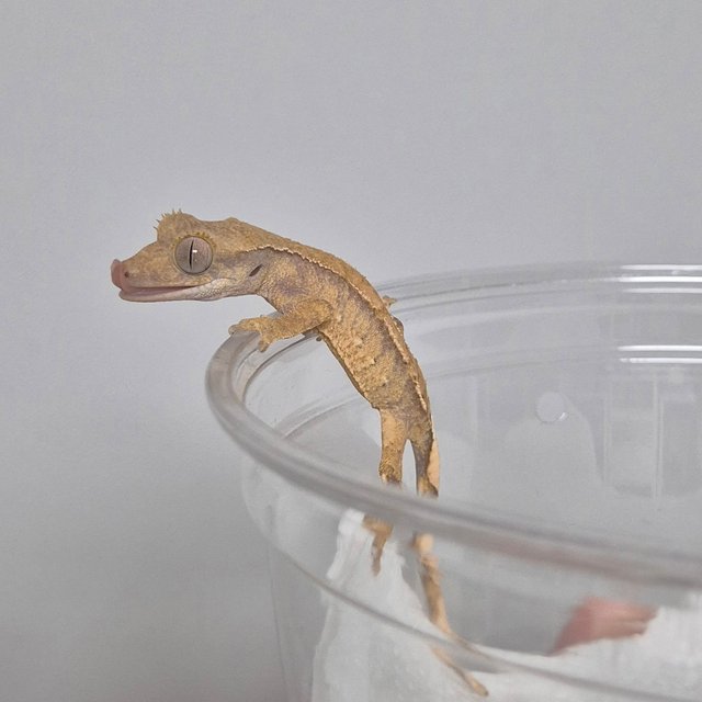 트라이 익스트림할리퀸