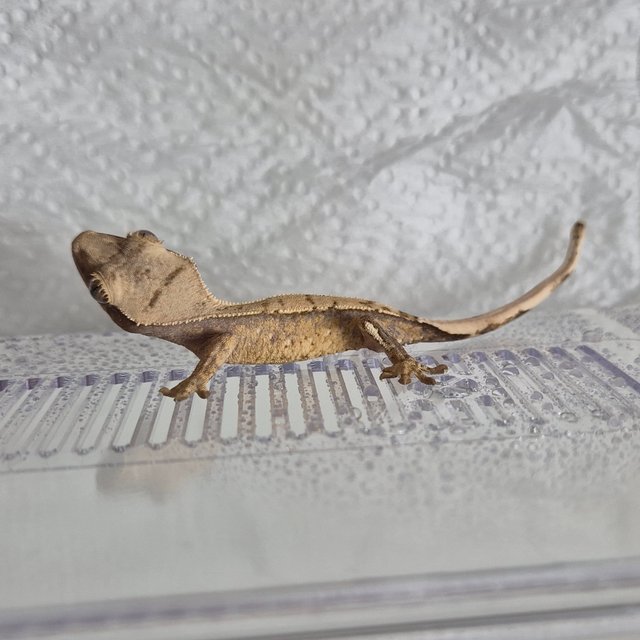 노멀 트라이 익스트림할리퀸