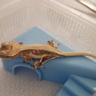 릴리화이트 솔리드백