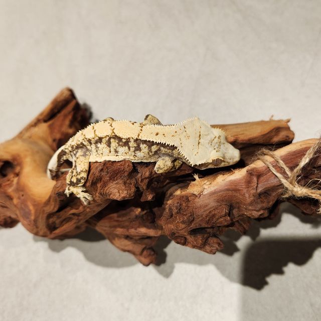 노멀 드리피 화이트스팟