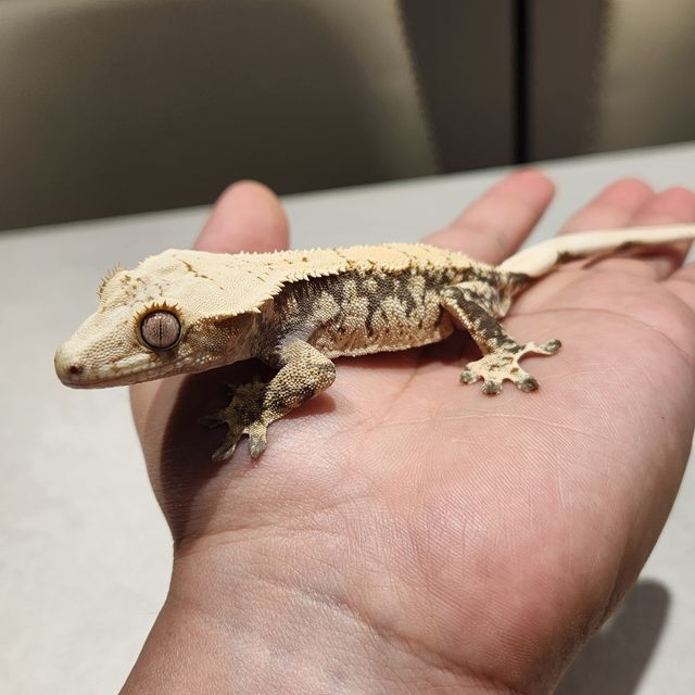 노멀 드리피 화이트스팟