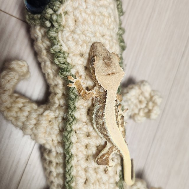 릴리화이트 솔리드백