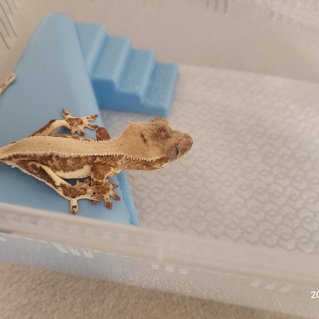 릴리화이트 솔리드백