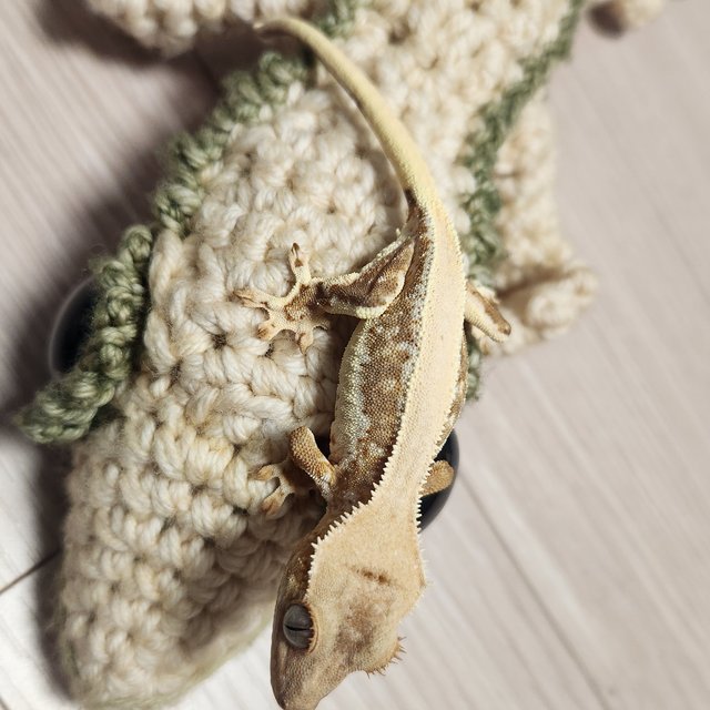 릴리화이트 솔리드백