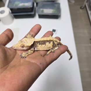 100%헷아잔틱 (모)