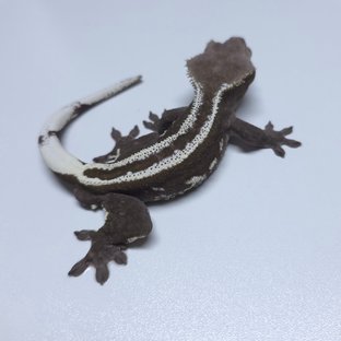 아잔틱 (부)