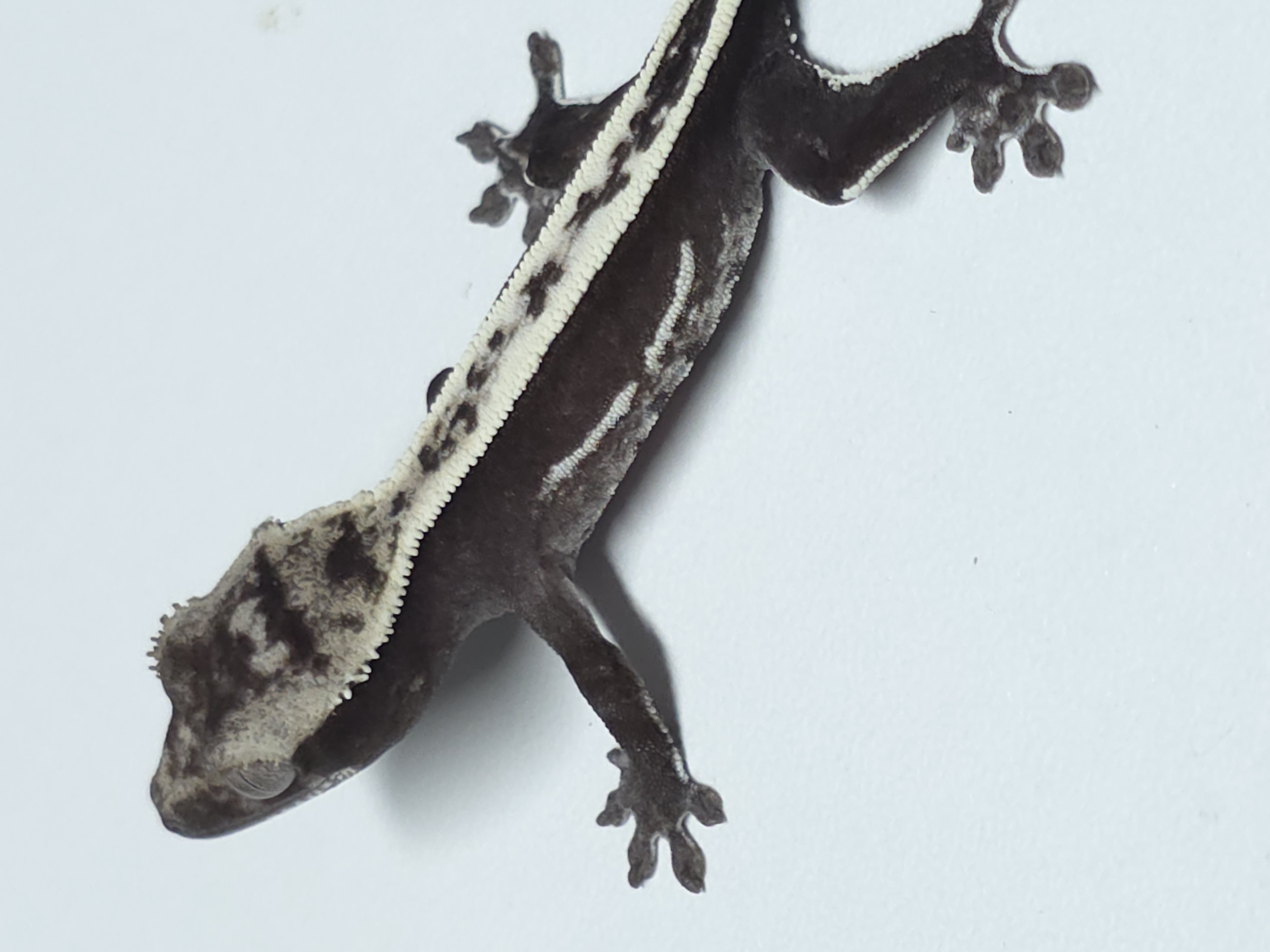 아잔틱