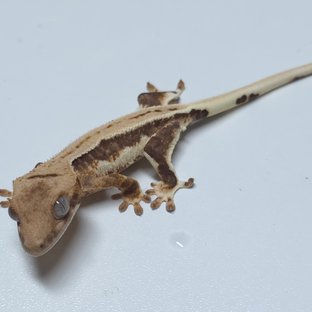 릴리100%헷아잔틱