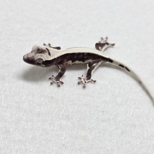 무휼×아설