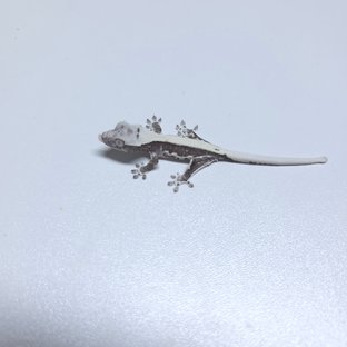 릴리 세이블 아잔틱