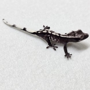 무휼×설기