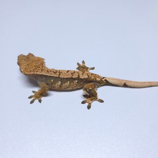 익스트림할리퀸 트라이