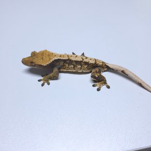 트라이 화이트스팟 드리피