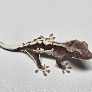 릴리 세이블 아잔틱