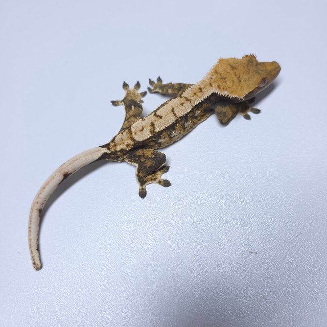 트라이 화이트스팟 드리피