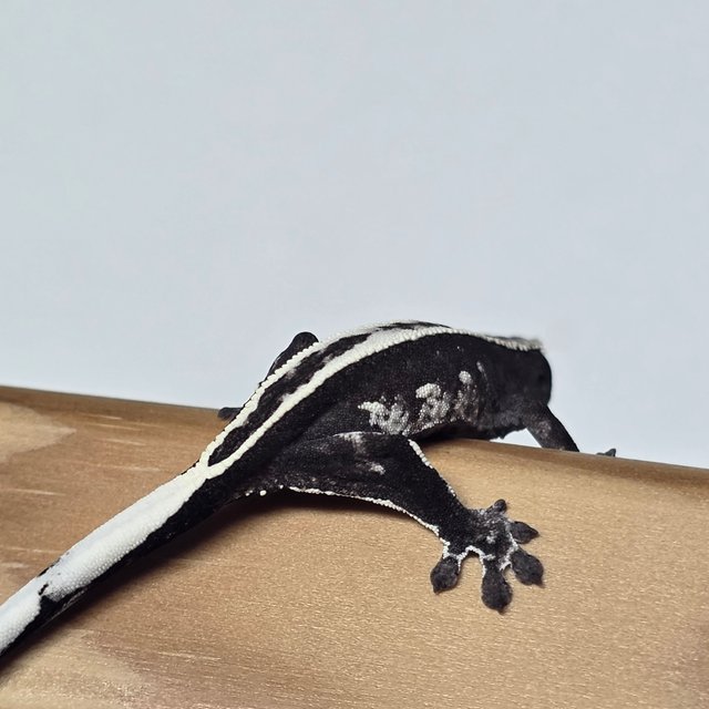 아잔틱 풀핀 핀스트라이프 화이트스팟