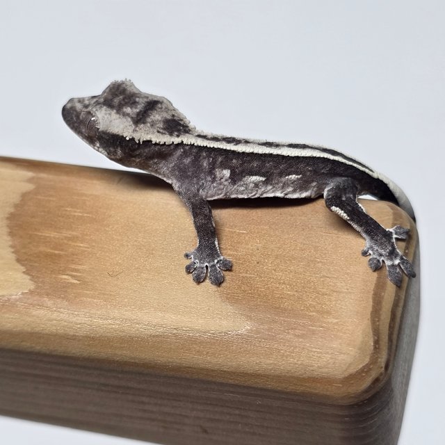 아잔틱 풀핀 화이트스팟 화이트크라운 화이트포트홀 화이트핀