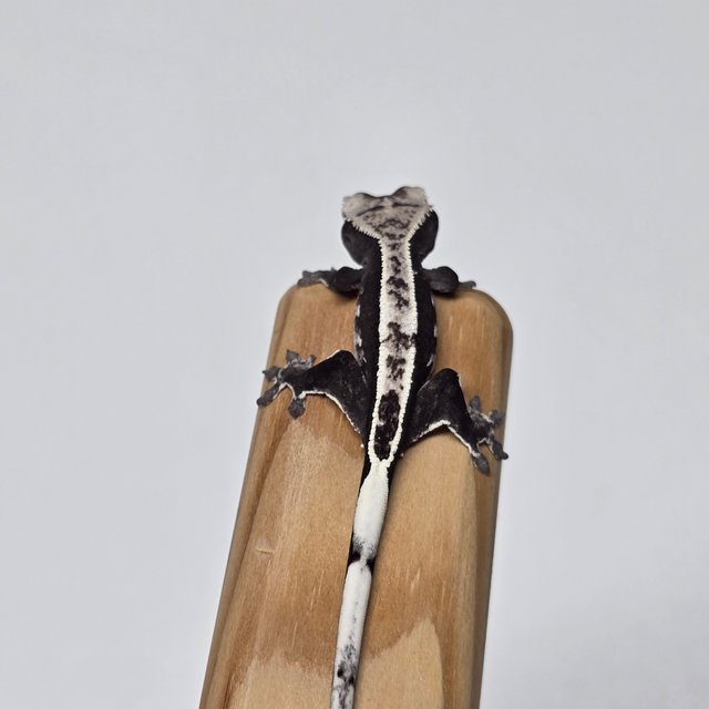 아잔틱 화이트스팟 화이트핀