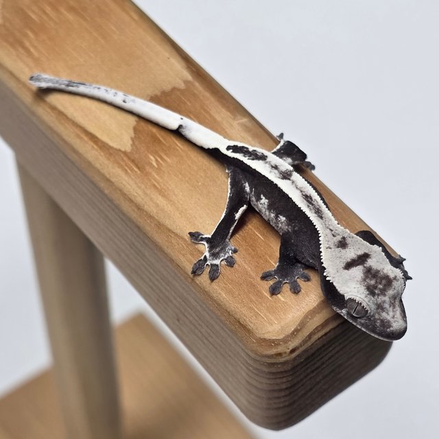 아잔틱 화이트스팟 화이트핀