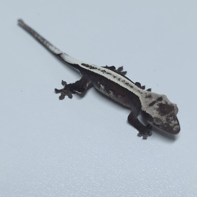 풀핀 아잔틱 화이트스팟