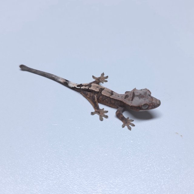 세이블 100%헷아잔틱