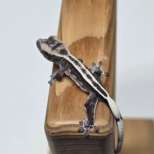 아잔틱 풀핀 화이트스팟 화이트크라운 화이트포트홀 화이트핀