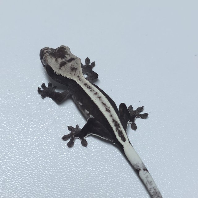 풀핀 아잔틱 화이트스팟