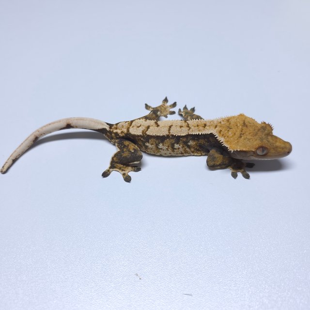 트라이 화이트스팟 드리피