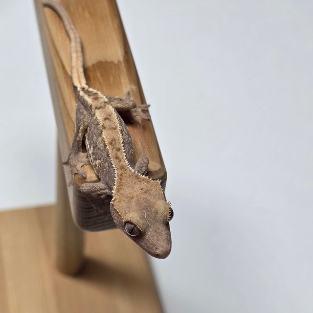 릴리화이트 하이포