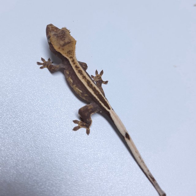 100%헷아잔틱 엠티백