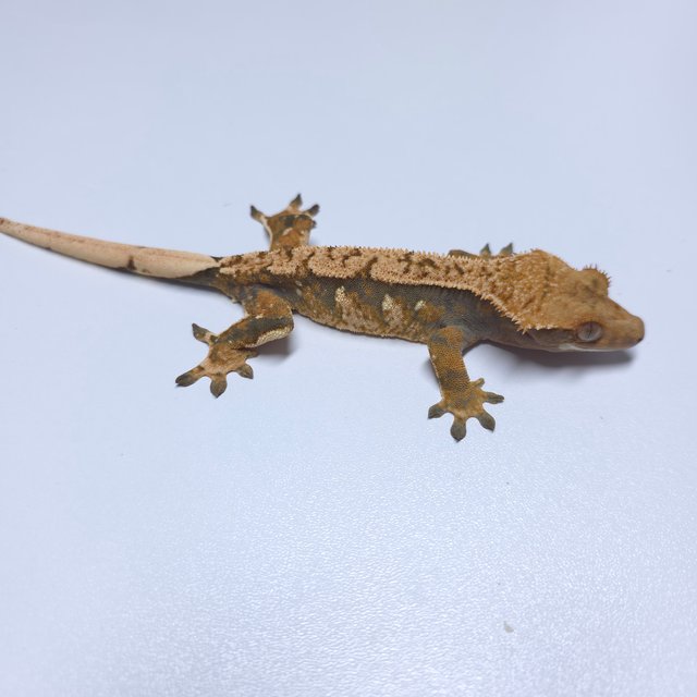 익스트림할리퀸 트라이