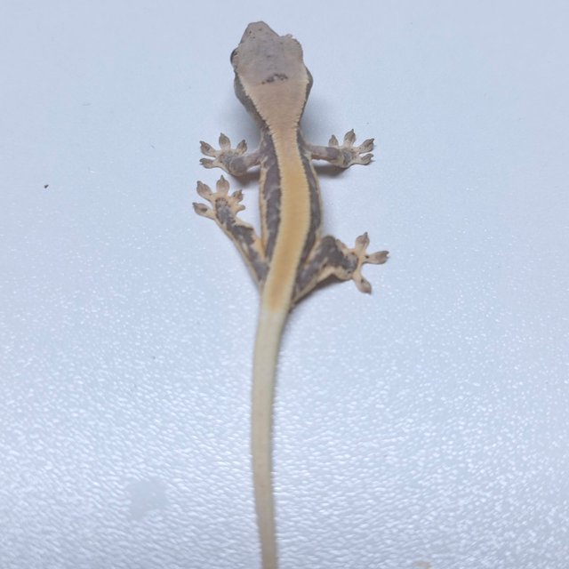 릴리100%헷아잔틱 솔리드백