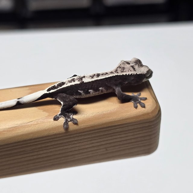 아잔틱 화이트스팟 화이트핀