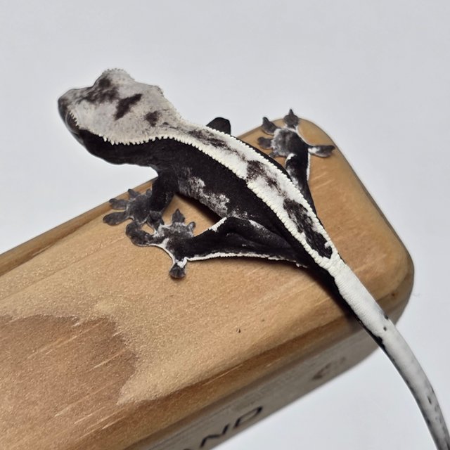 아잔틱 화이트스팟 화이트핀