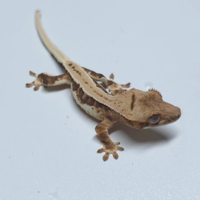 릴리100%헷아잔틱