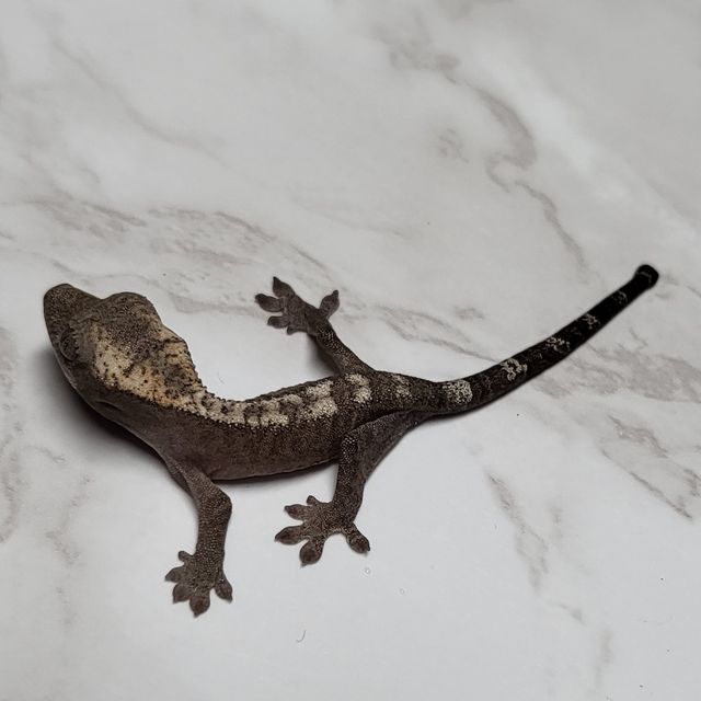 루왁