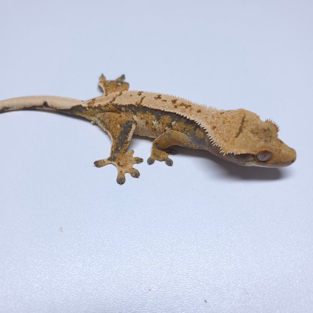 트라이 익스트림할리퀸