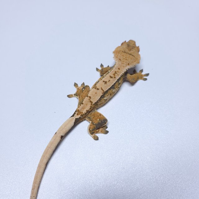 트라이 익스트림할리퀸